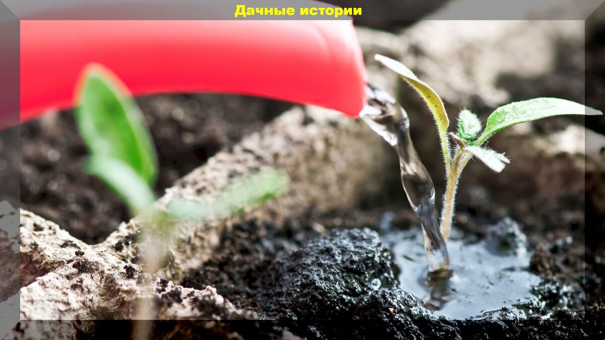 Можно поливать цветы березовым соком. Полив рассады. Для полива рассады жидкость. Эхиверияфитильный полив рассады. Рюмочный полив рассады.