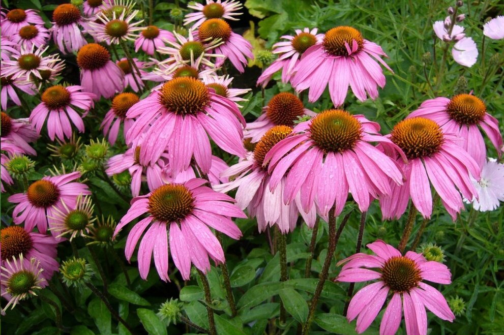 https://plants-1.ru/wp-content/uploads/2017/06/kakoe-nazvanie-imeyut-cvety-vneshne-napominayushhie-romash.jpg