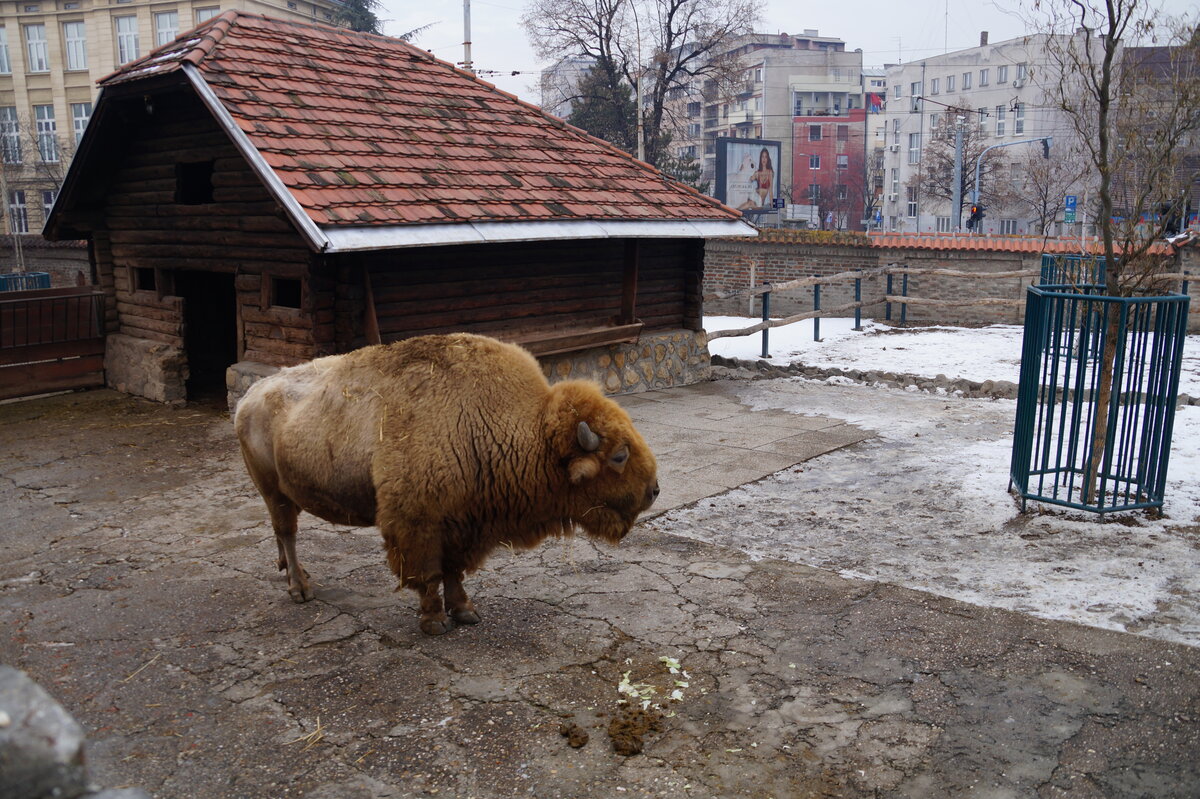 Кто живет в Белградском зоопарке?