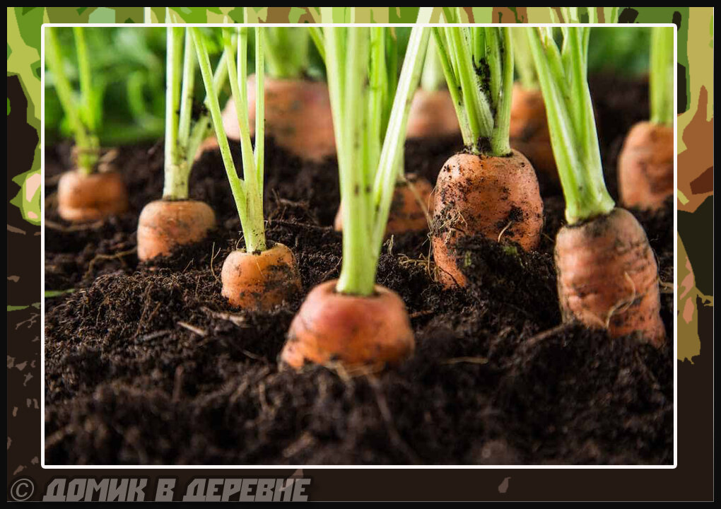 Простой способ посева семян моркови, без последующего прореживания ...