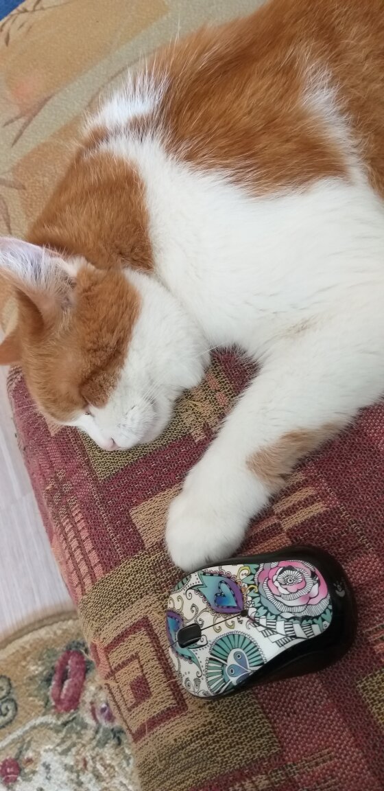  Интересно, у животных есть акцентуации? Если есть, то мой кот скорее гипотим, но точно не гипертим. Согласны?