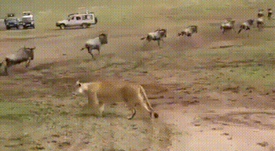 Львица льву дала фору, по крайней мере в охоте.