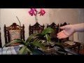 В этом видео я рассказываю и показываю как надо правильно  обрезать цветоносы у отцветших орхидей , и вообще стоит ли их обрезать, 