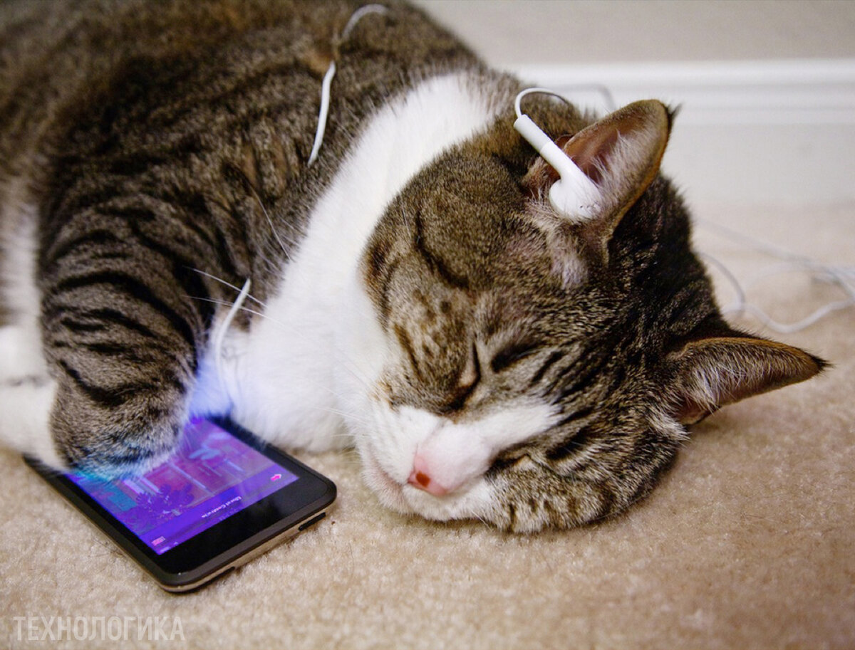 Котенок с мобильником