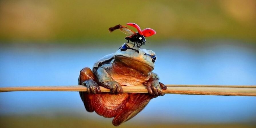 В Словакии считают, что именно в лягушку превращается домовой. Она хранительница домашнего очага, потому радуются, если находят её в доме.