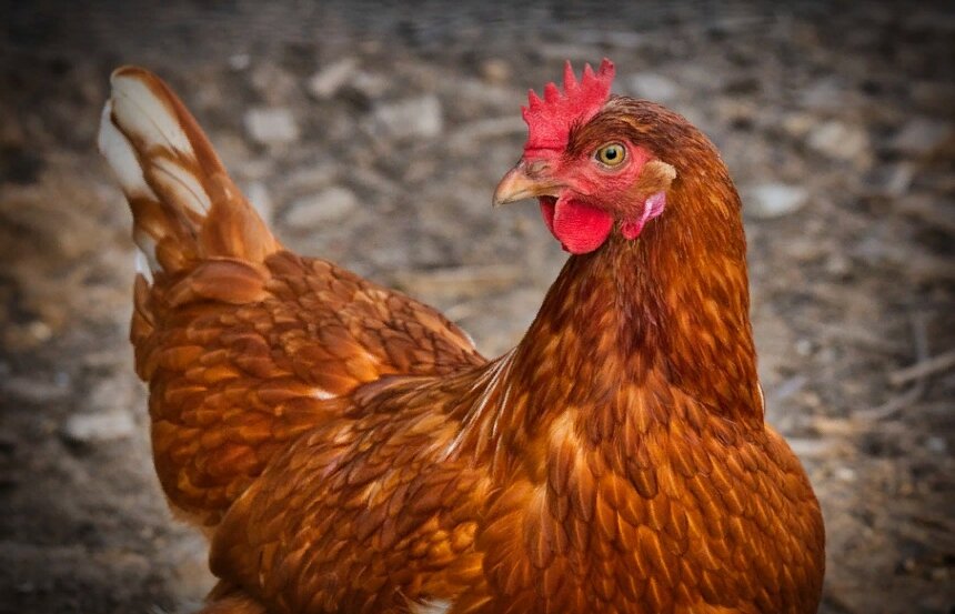 https://pixabay.com/photos/chicken-hen-free-running-animal-3727097/
