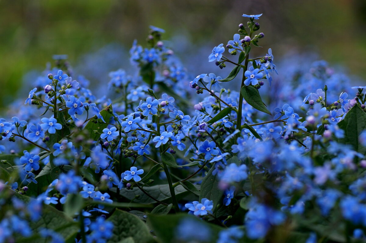 Когда цветет незабудка. Лазурная Незабудка. Незабудка Полевая (Myosotis arvensis). Незабудка Лесная Полянка. Незабудка Болотная куст.