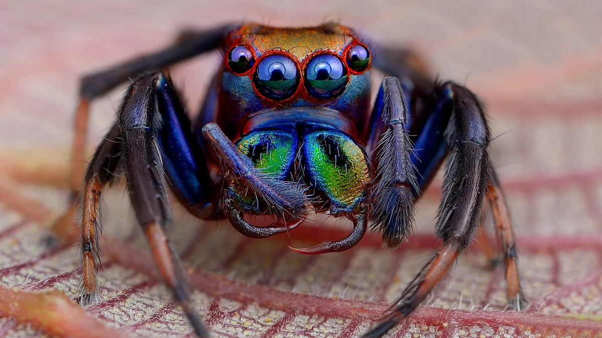 Фото взято из интернета