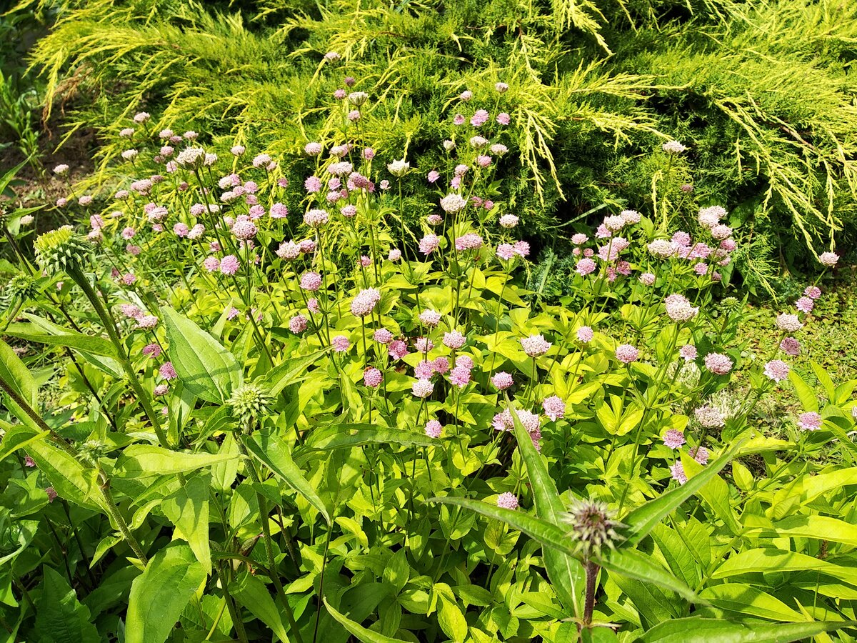 Розовый цвет замечательно смотрится на фоне золотистого можжевельника