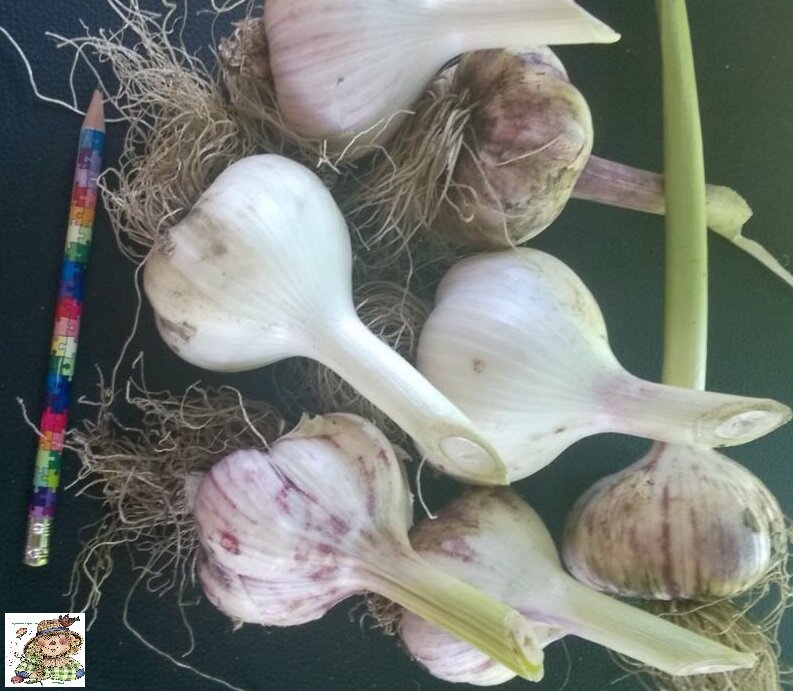 Озимый чеснок.
