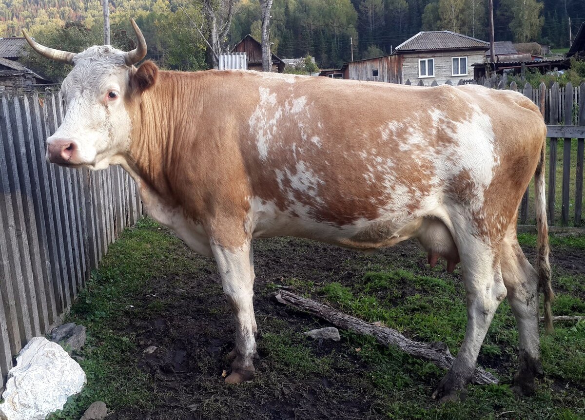 Луна в ожидании яблок.
