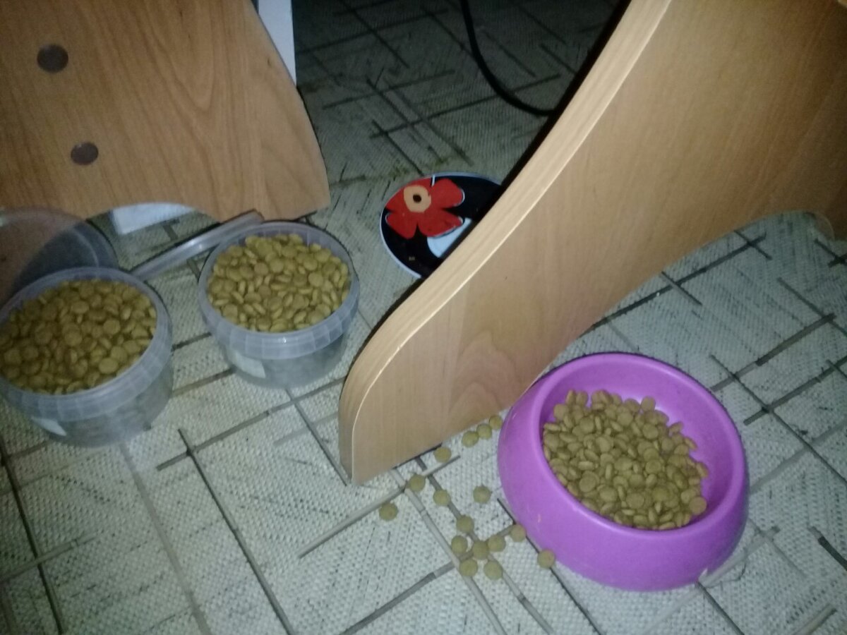 Буся не голодает