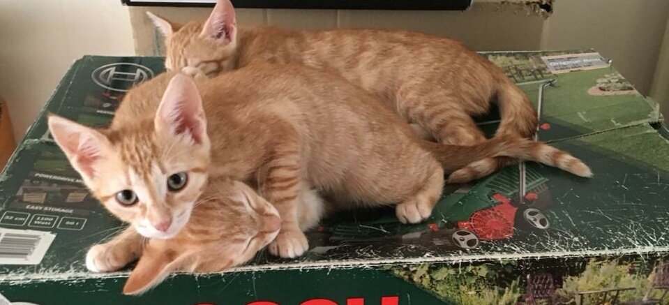 Тройняшки. Фото из архива Татьяны