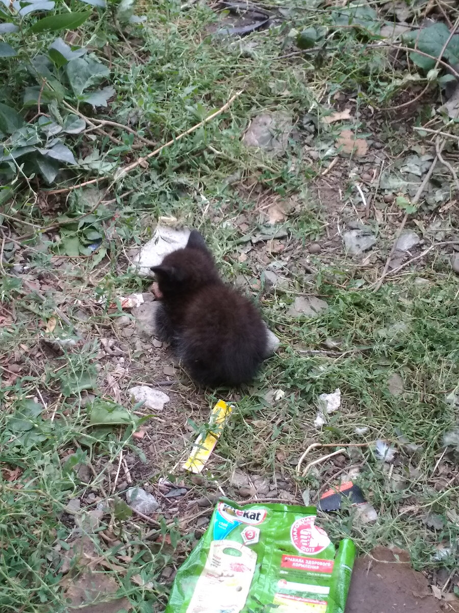 Котенок умер у меня на глазах | Cats | Дзен