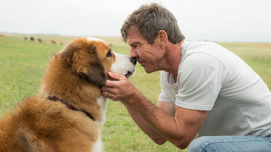 Собачья жизнь