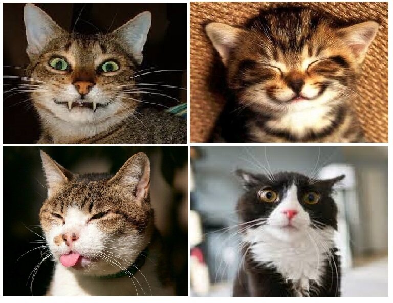 Кот и кошка, Фото кота