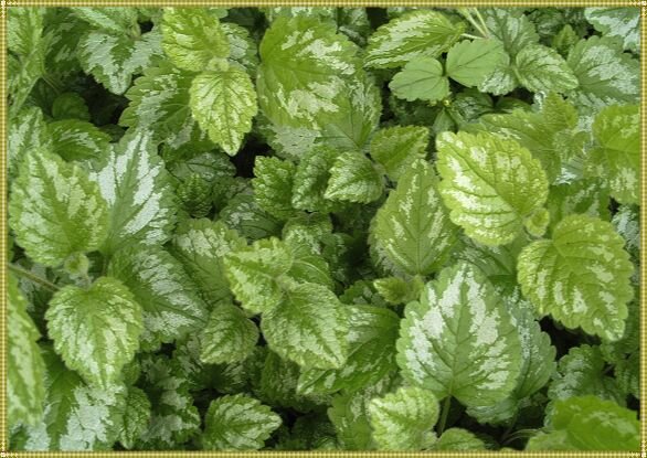 фото взято из интернета