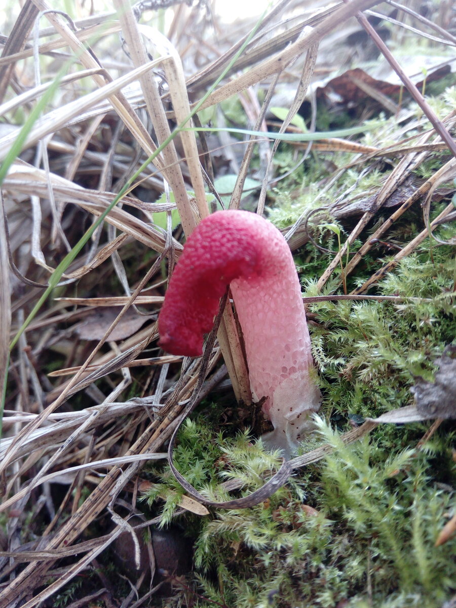 Веселковые грибы