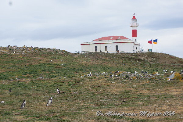 Пмнгвиний заповедник привлекает туристов тем, что можно свободно гулять по нему среди тысяч гнездящихся пар магеллановых пингвинов, которые относятся к гостям, как к своим. 