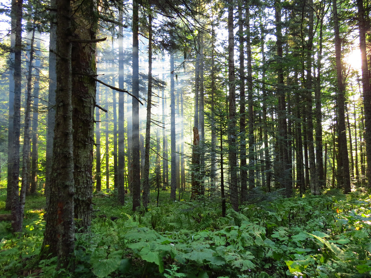 Fir forest. Темнохвойная Пихтовая Тайга Сибирь. Елово Пихтовый лес. Кедрово-Елово Пихтовой тайги. Темнохвойные Елово-пихтовые леса.