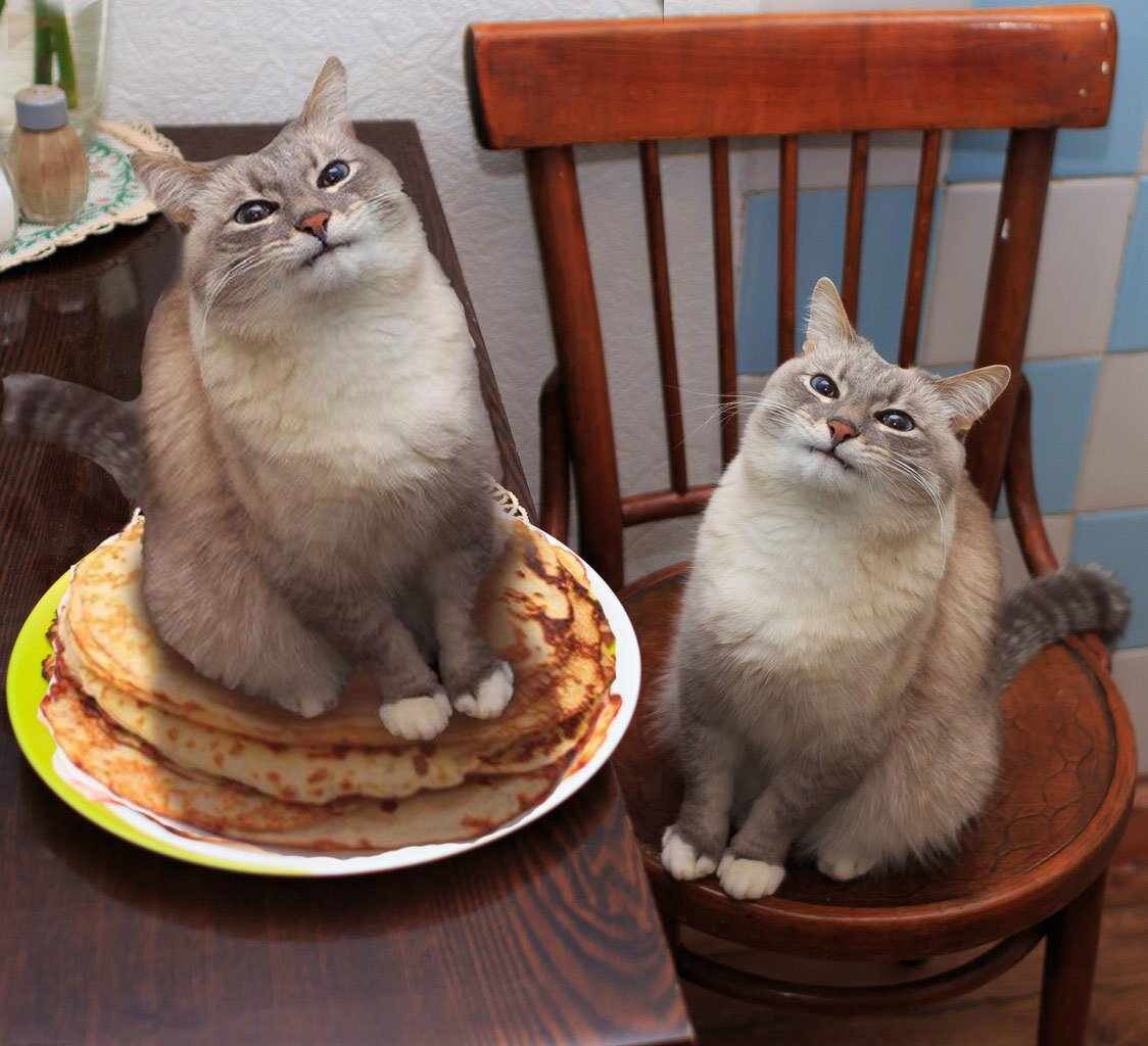 Доволный кот с блинамм
