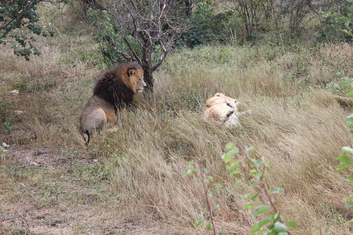 Очень классно наблюдать сверху за животными, гуляющими на свободе