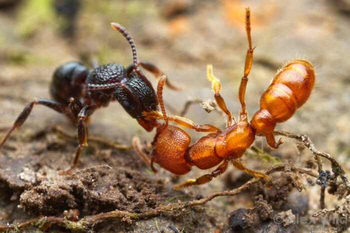 черные и красные муравьи