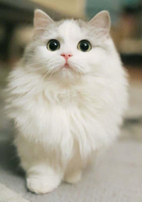 https://www.pinterest.com/pin/801851908634601335/