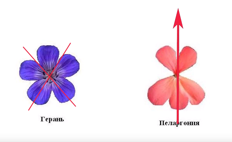 Венчик из 5 лепестков. Лепестки герани. Симметрия цветка герани. Строение цветка герани. Форма цветков герани.