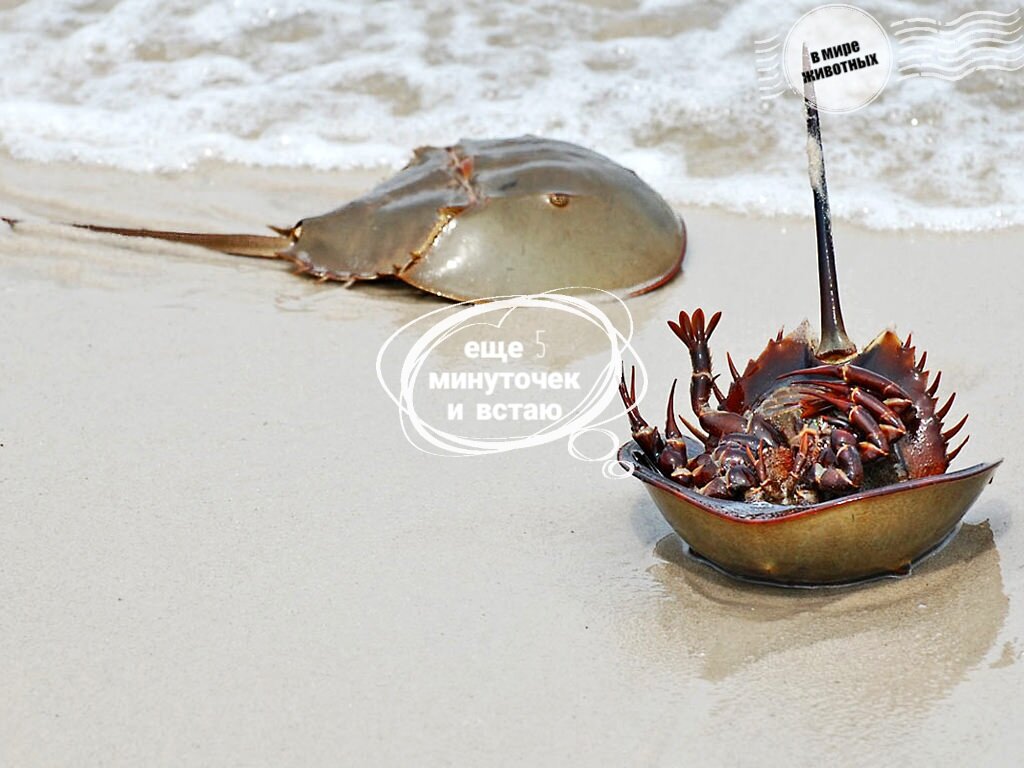 Утренняя зарядка мечехвостов, присоединяйтесь!