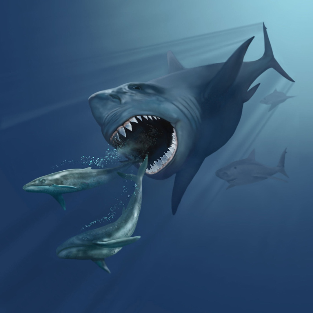 Страшная акула в мире. Кархародон МЕГАЛОДОН. Большая акула МЕГАЛОДОН. Древние акулы МЕГАЛОДОН. Кархародон МЕГАЛОДОН зубы.