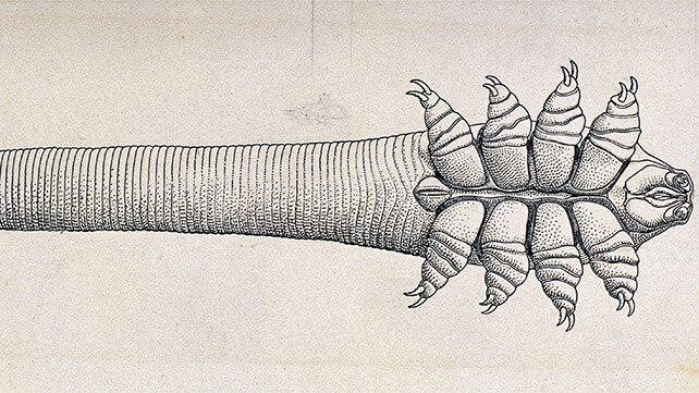  
Клещ демодекс, например. Чаще всего десантируется на кожу век из настенных ковров. 
