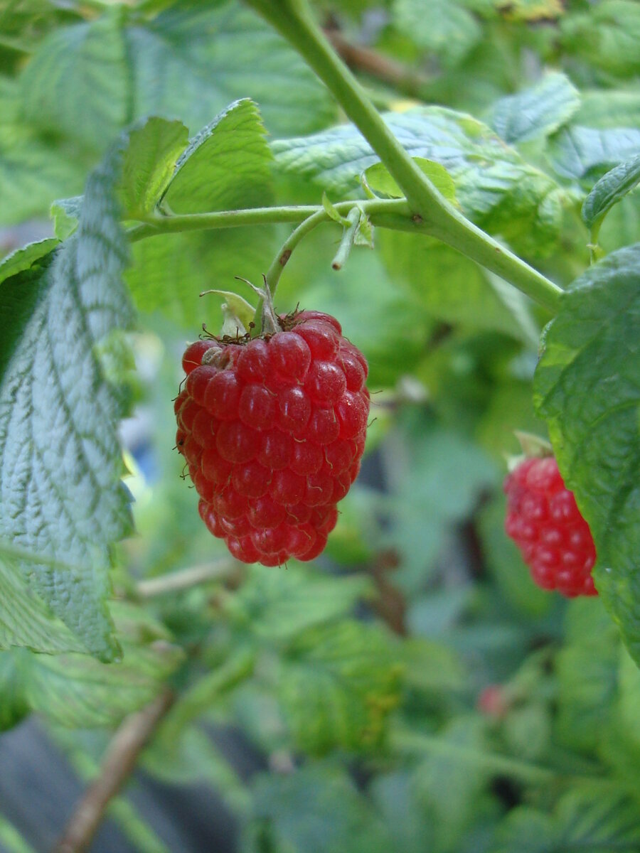 Фото моей малины - пожинаю плоды, доедаю варенье