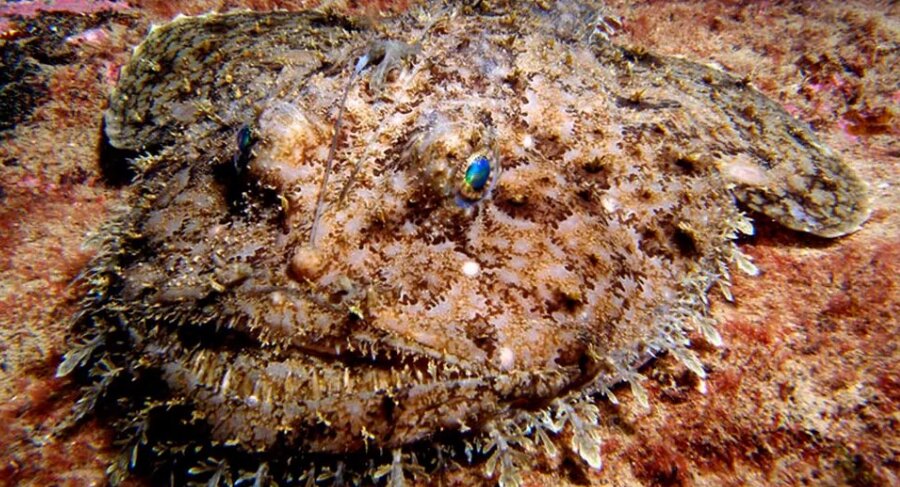 Зубастый ниндзя