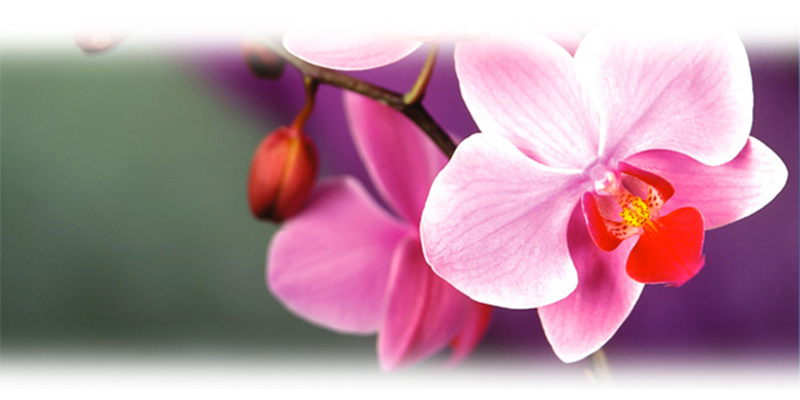 Почему орхидея не цветет?