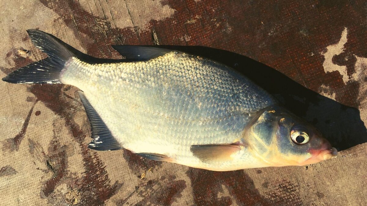 Галерея из 2-ух фото. "ПОДЛЕЩ"