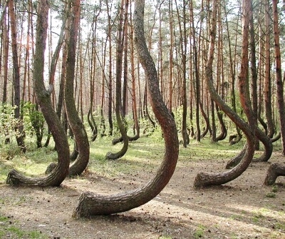 кривой лес 