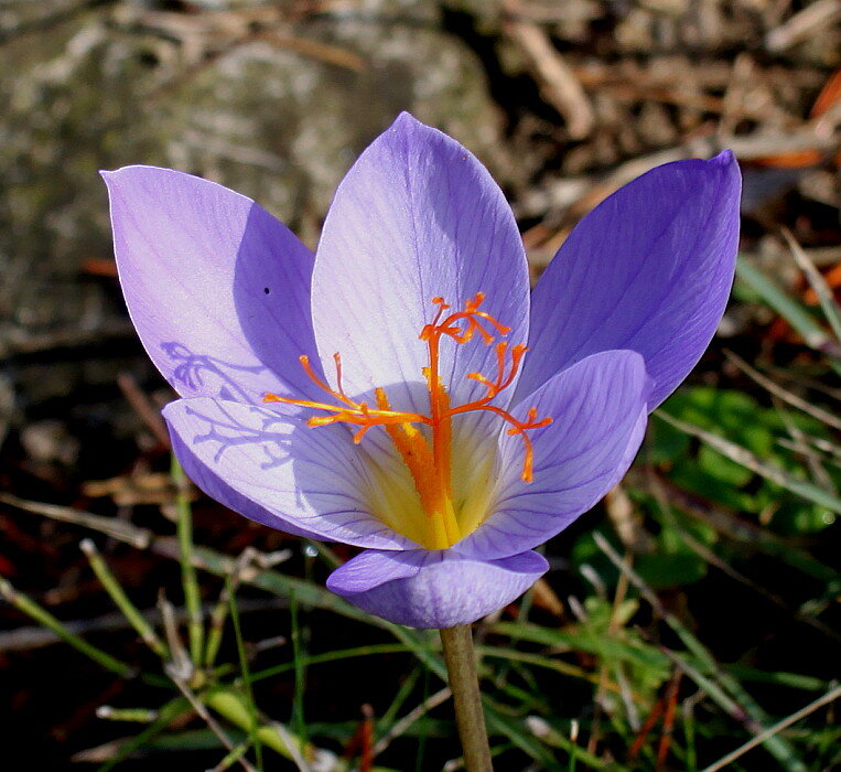 Крокус speciosus. Крокус Шафран цветок. Крокус прекрасный (Crocus speciosus. Крокус сорт Шафран.