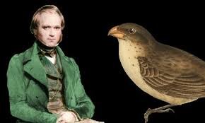 Зяблики Чарльза Дарвина и теория эволюции