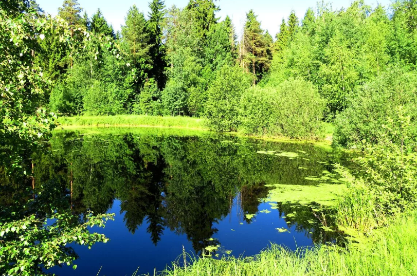 Пруд лесной. Лесной пруд. Пруд около лесного озера. Лесной пруд фото. Город Лесной пруд.