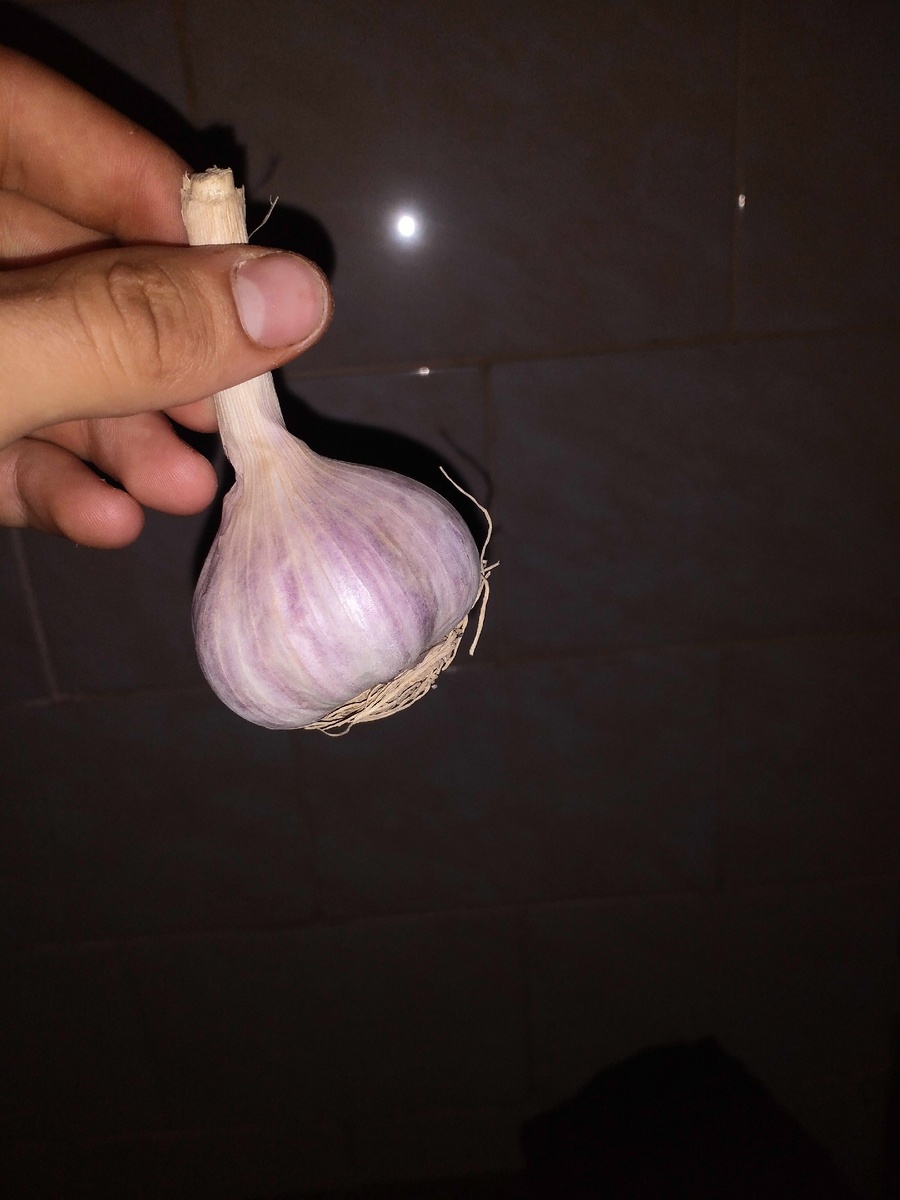 Польза чеснока
Многие люди не знакомы с массой лечебных свойств растения. Вот далеко неполный перечень тех органов и систем человеческого организма, которые положительно реагируют на воздействие острой специи:

Иммунная система: чеснок, точнее, входящий в его состав белок способен укрепить иммунитет. Также растение обладает антисептическими и противовирусными свойствами: фитоциды и аллицин в его составе активно борются с вирусами, бактериями, грибами.
Сердечно — сосудистая система: делая кровь менее вязкой, растение также снижает рост образования тромбов, тем самым являясь эффективным профилактическим средством инсульта и инфаркта.
Для мужчин: специя, являясь сильным афродизиаком, способна поправить мужское здоровье.
Пищеварительный тракт: культура эффективно борется с вредными микроорзанизмами, тем самым положительно влияя на работу органов пищеварения.
Нервная система: тиамин, входящий в состав специи, способствует нормализации психического состояния человека, снабжая его энергией.