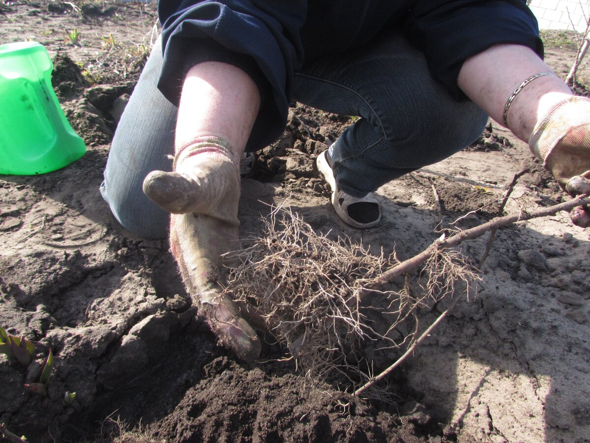 Лохматая корневая