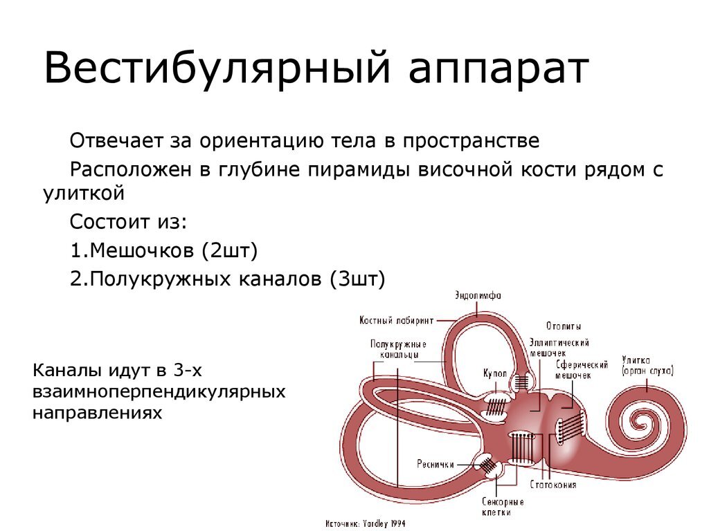 Вестибулярный аппарат картинка