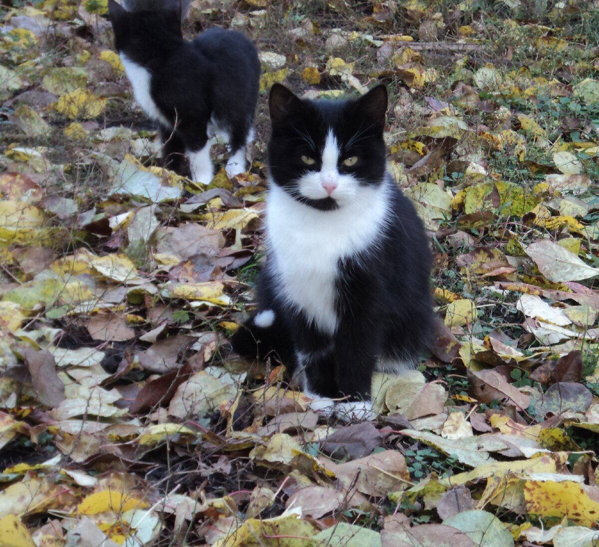 Не просто кот, а сама серьёзность