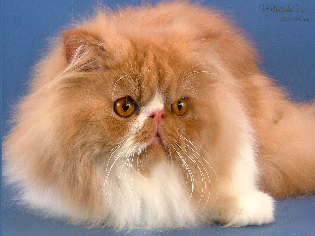 Сколько живут персидские. Персидская длинношерстная кошка. Перс экзот экстремал длинношерстный. Персидский кот персидский. Персидская длинношерстная шиншилла.
