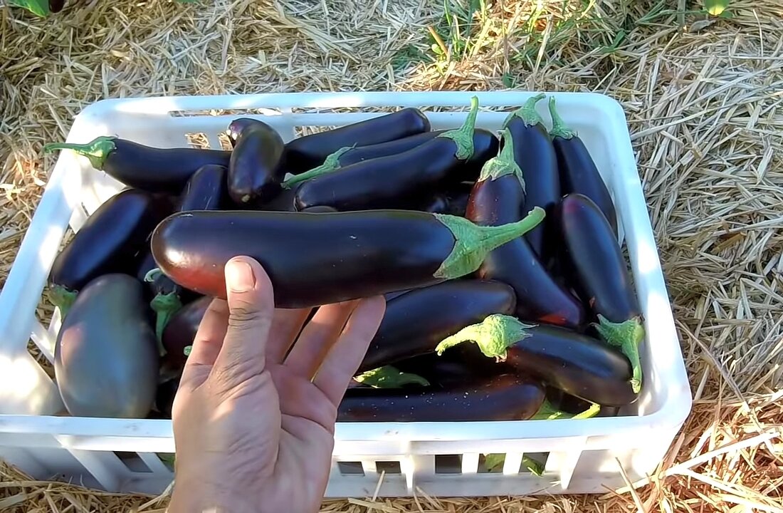 Фотл сделано в 2020 г