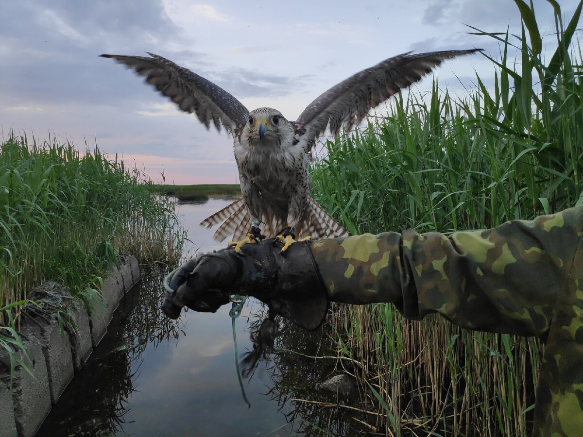 Сокол балобан. Фото предоставлено Вадимом Аводневым.
