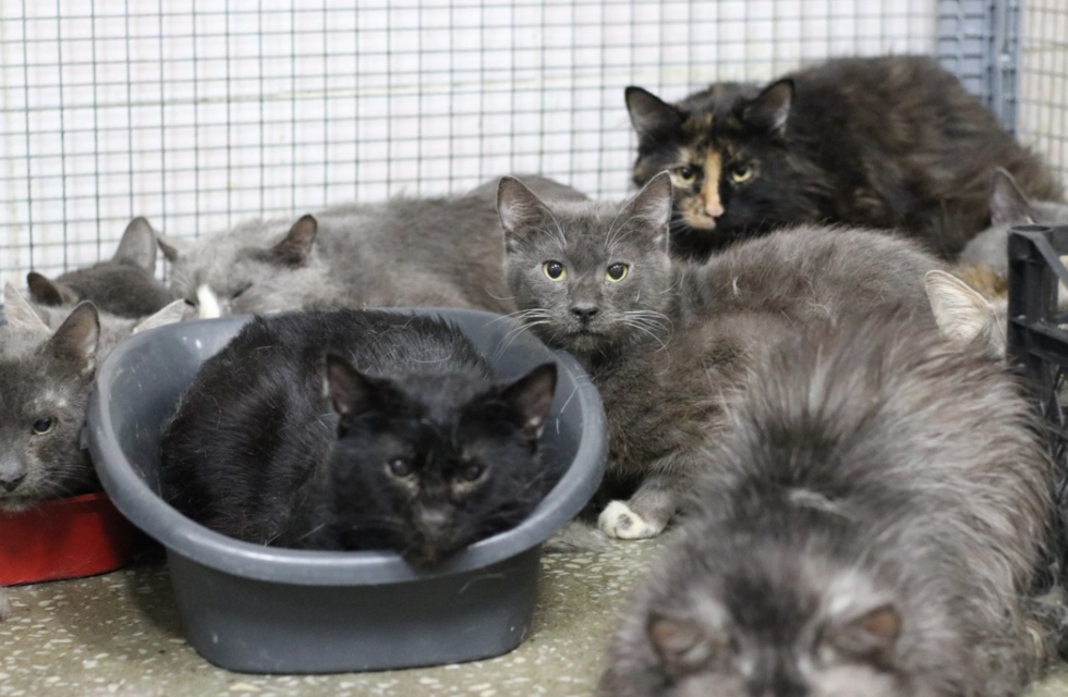 Коты. Источник фото: https://koteiki.com/istoriya-o-zhenshhine-u-kotoroj-doma-zhilo-okolo-76-kotov/