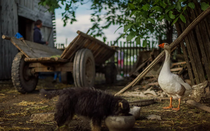 Добавьте описание
