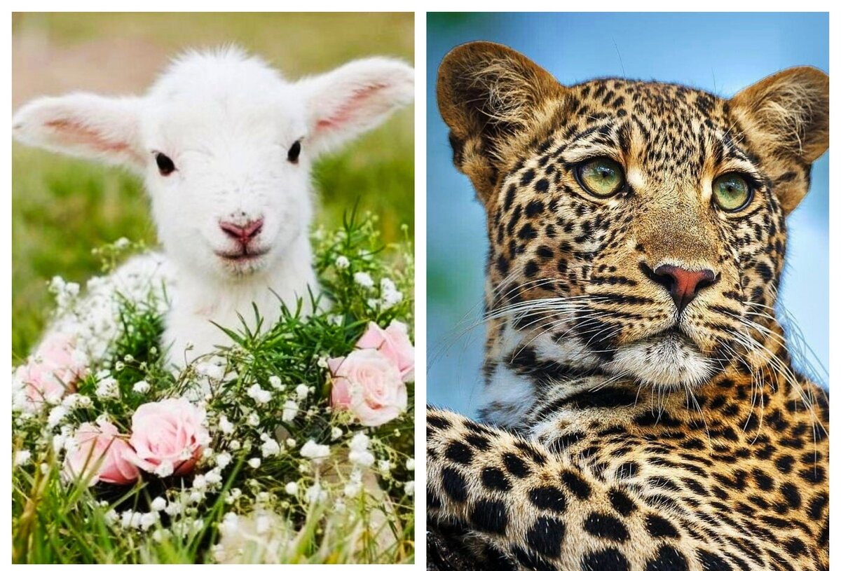 Коллаж для иллюстрации. Яндекс. Картинки